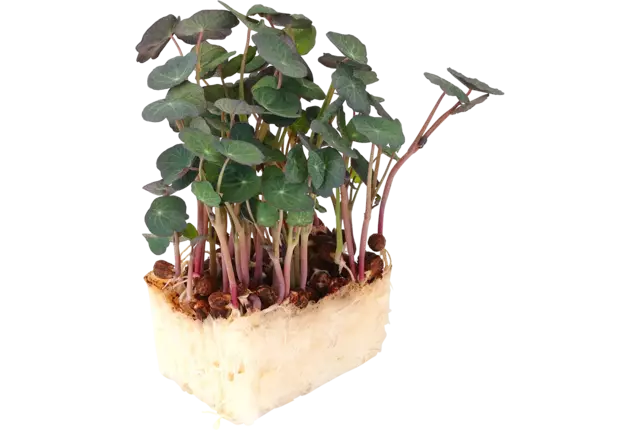Zorri Cress stuk